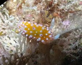 Cadlinella ornatissima