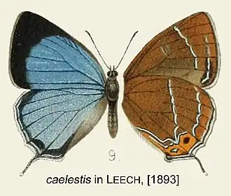 Howarthia caelestis