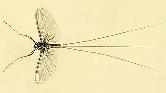 Caenis macrura