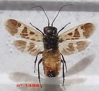 Caenolyda reticulata