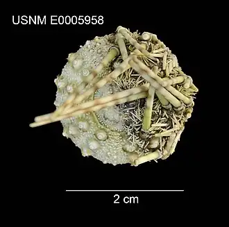 Caenopedina annulata