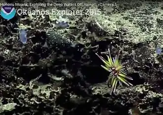 Caenopedina pulchella