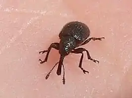 Aardbeistengelsteker