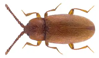 Caenoscelis subdeplanata