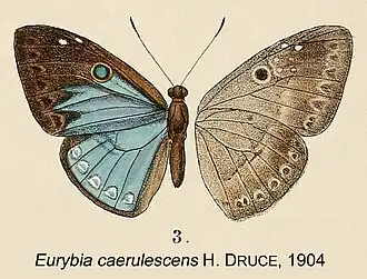 Eurybia caerulescens
