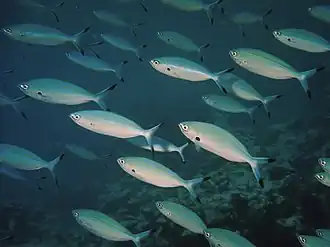 Geelgestreepte fuselier