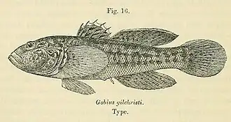 Caffrogobius gilchristi