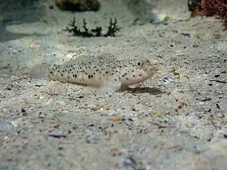 Caffrogobius saldanha