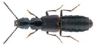 Strandkortschildkever