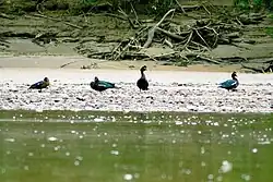 Cairina moschata (Peru)