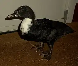 muskuseend met voet met vijf tenen