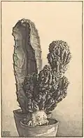 Caktussen, litho (1930)