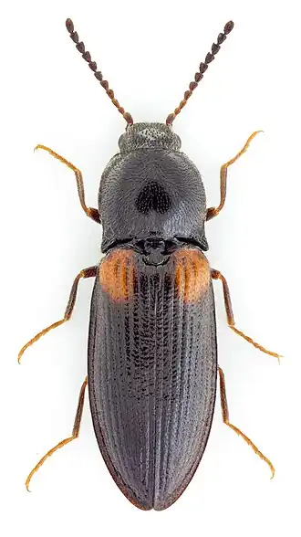 Calambus bipustulatus