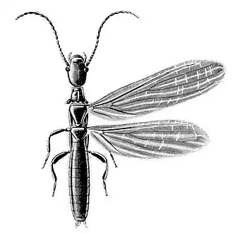 Archembiidae