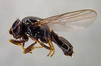 Calamoncosis glyceriae