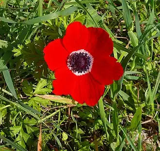 Anemone coronaria