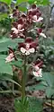 Calanthe discolor