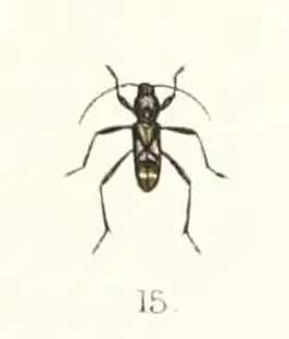 Calanthemis mocquerysi