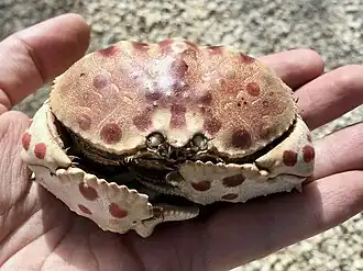 Calappa rubroguttata