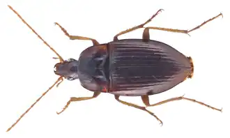 Calathus abaxoides