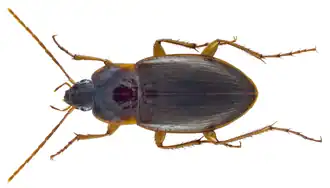 Calathus angularis