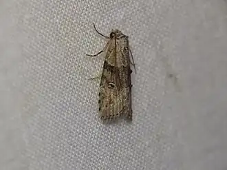 Calathusa cyrtosticha