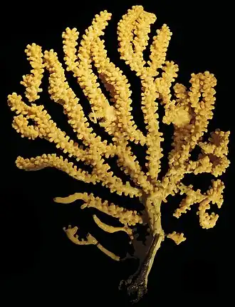 Calcigorgia spiculifera