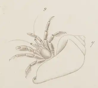 Calcinus gaimardii