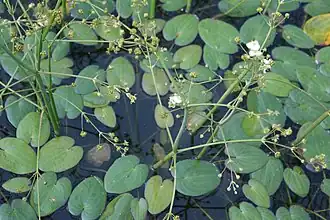 Caldesia (plantengeslacht)