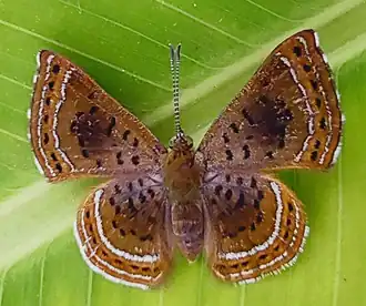 Calephelis braziliensis