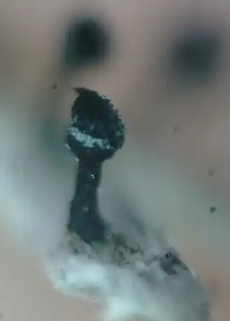 Zwart boomspijkertje