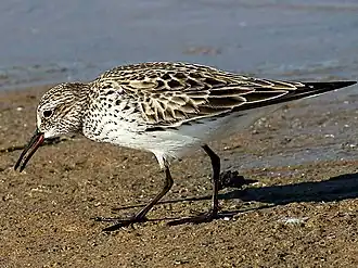 Bonapartes strandloper