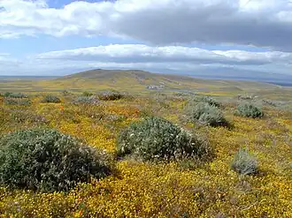 Antelope Valley bedekt met de gele bloemen van de soort Lasthenia californica.