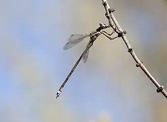 Archilestes californicus