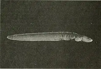 Eucryphycus californicus