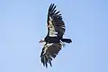 Californische condor in vlucht