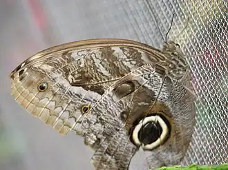 Caligo idomeneus