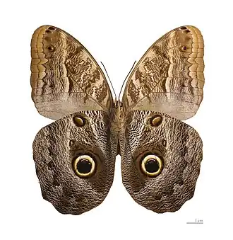 Caligo teucer