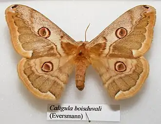 Caligula boisduvalii