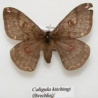 Rinaca kitchingi