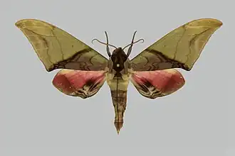 Callambulyx schintlmeisteri