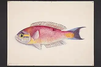 Callanthias australis