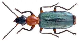 Calleida grata