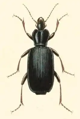 Calleida tristis