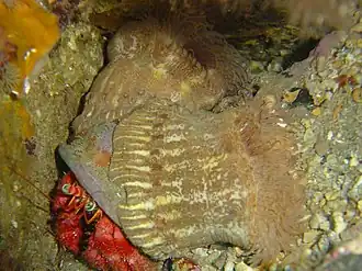 Calliactis parasitica