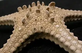 Calliaster regenerator