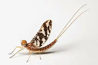 Callibaetis fasciatus