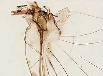 Callibaetis ferrugineus