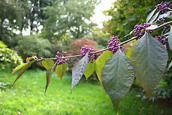 Callicarpa bodinieri var. giraldii 'Profusion'