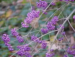 Callicarpa bodinieri var. giraldii